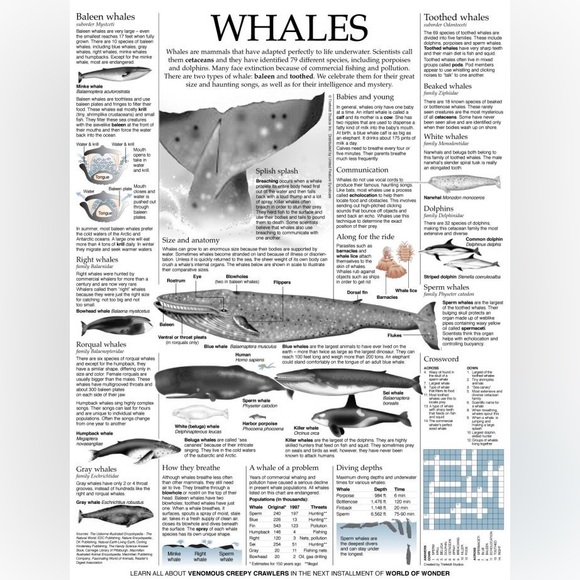 $3 WHALE STICKERS. 3 SHEETS. $3 if bundled - Picture 2 of 4